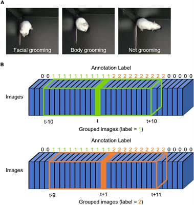 Automated <mark class="highlighted">Grooming</mark> Detection of Mouse by Three-Dimensional Convolutional Neural Network